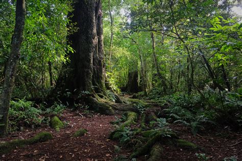 Take a Walk on the Wild Side in Geraldine | Geraldine New Zealand