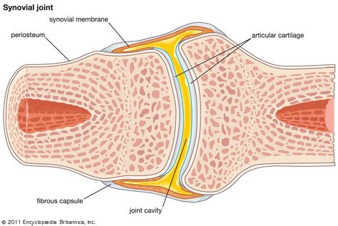 Joint - Symphyses, Cartilage, Ligaments | Britannica