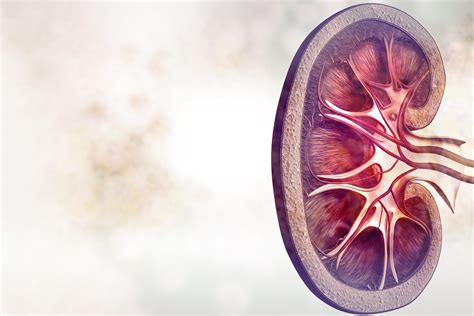 Enfermedad renal | Enfermedad de los riñones | MedlinePlus en español