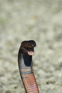 Purpose of a Snake's Hiss | Animals - mom.com