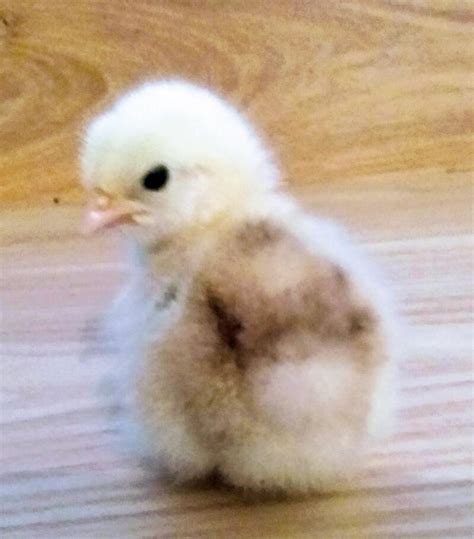 Pekin Bantam Chickens | Pekin Bantam For Sale