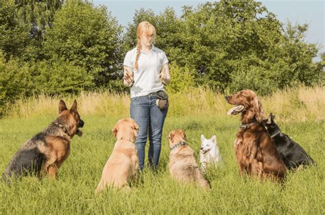 Teach Your Dog to Sit | Basic Obedience Training