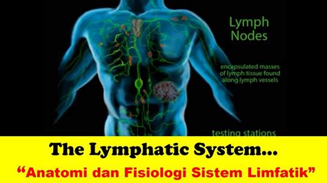 The Lymphatic System || Anatomi dan Fisiologi Sistem Limfatik || Keperawatan - YouTube