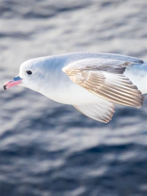 Photographing Antarctic Birds (Even Eithout An Expensive Lens ...