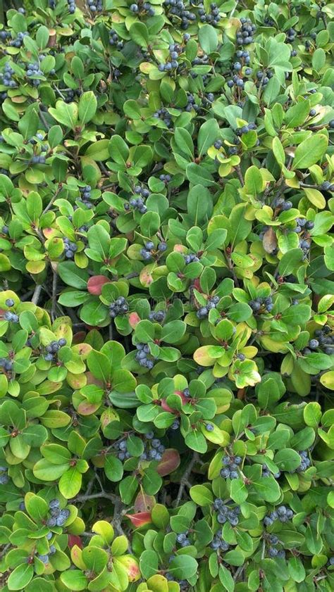 Blueberry bush stock photo. Image of blue, texture, view - 97109730