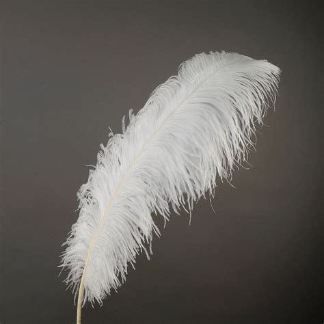 Large Ostrich Feathers 17-25, 1 to 25 Pieces Prime Ostrich Femina Wing Plumes WHITE, Wedding ...