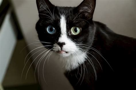 Can black cats have heterochromia? - PollyPets.com