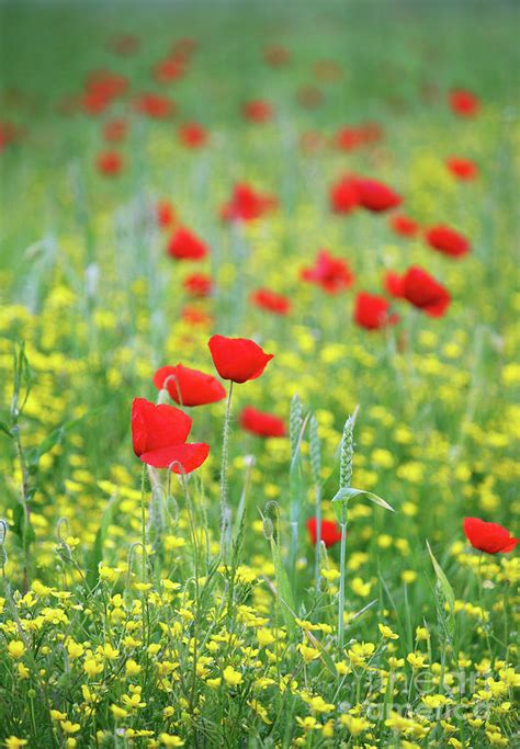 Poppy Flowers Meadow Spring Season Photograph by Goce Risteski - Fine ...