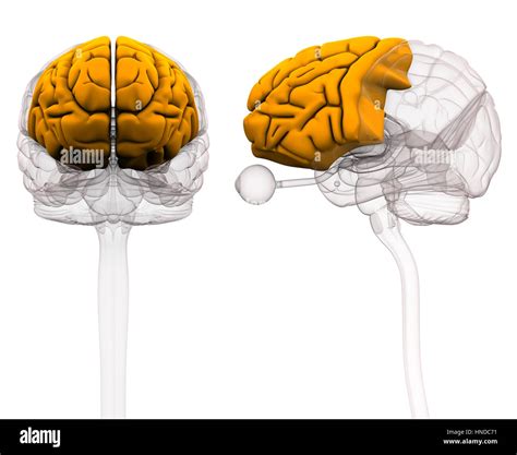 Brain Illustration Frontal