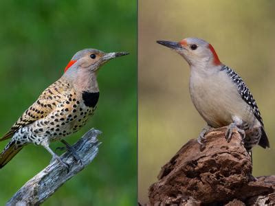 Northern Flicker or Red-bellied Woodpecker: What Are The… | Birdfact