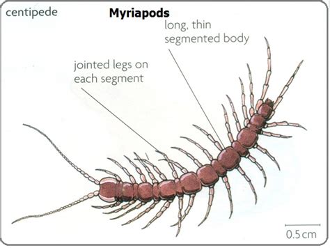 #6 Phylum Arthropods | Biology Notes for IGCSE 2014