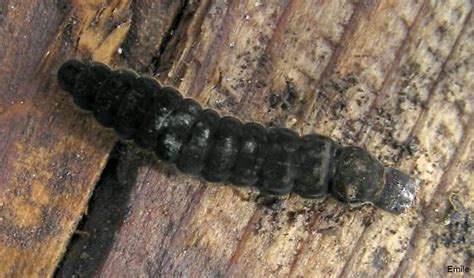 Large, fast, blackish hairy Beetle larva - BugGuide.Net