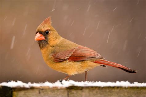 Winter Birds of Michigan: A Guide for Bird Lovers