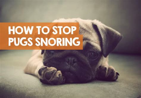 How to Stop a Pug Snoring: 19 Remedies to Halt the Snore Problem