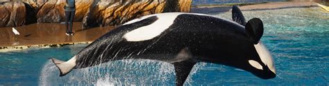 Discovering SeaWorld: Orlando Best Rides & Attractions - Orlando99.com