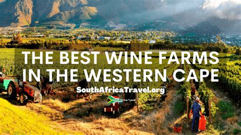 The Best Wine Farms in the Western Cape | Wine-Tasting Tours