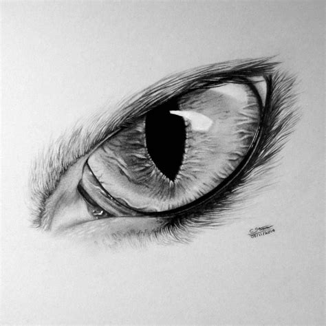 Realistic Cat Eye Drawing by LethalChris | Esbozo de lobo, Ojos de gatos dibujos, Dibujo de lobos