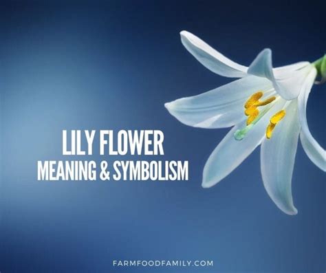 🌺 Lily Flower Meaning, Symbolism - A Symbol Of Femininity, Motherhood