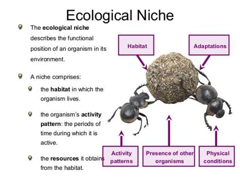 What Best Describes an Ecological Niche - Donovan-has-Santiago