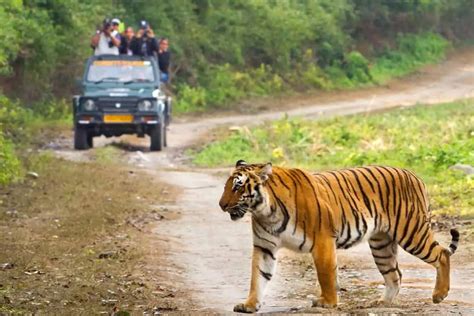 Best Time to Visit Jim Corbett - Weather, Temperature & Climate