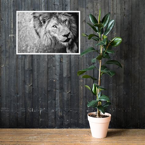 Lion Print Lion Wall Art Black and White Safari Nursery - Etsy