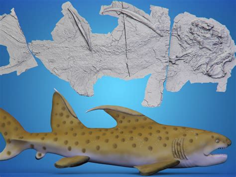 Godzilla Shark': 300 Million-year-old Fossil Discovered In, 60% OFF