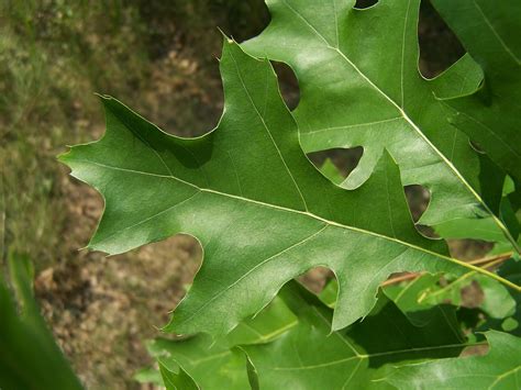 Arboretum: Tree Identification Workshop - U of G News