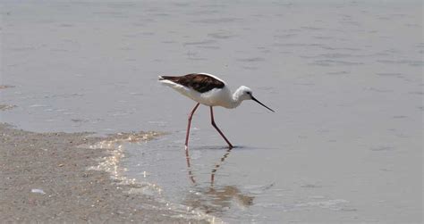 Coorong National Park Wildlife South Australia