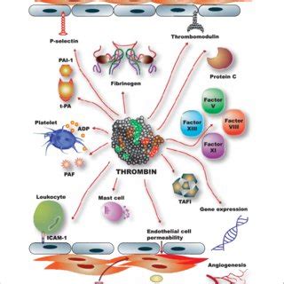 Thrombin binding sites and interactions with inhibitors. | Download ...