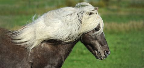 Taking on the Tolt on an Icelandic Horse