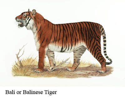 Hunted to extinction, this subspecies was once found only on the small Indonesian island of Bali ...