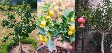 20 Dwarf Fruit Trees To Grow When Space Is Limited