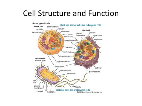 Cell Structure and Function PPT