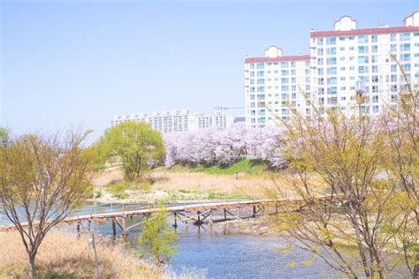 Cherry Blossom Trails Along the Rivers in Jeonju