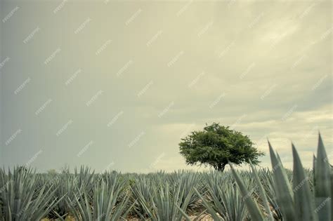 Premium Photo | Beautiful agave field for tequila production under a ...