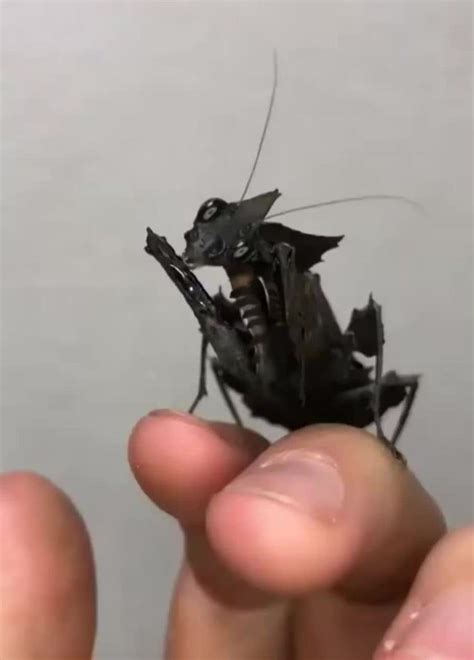 A Black Ghost Mantis (Phyllocrania paradoxa) - interestingasfuck ...