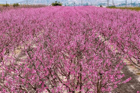 Los campos en flor más bonitos de España - Viajar