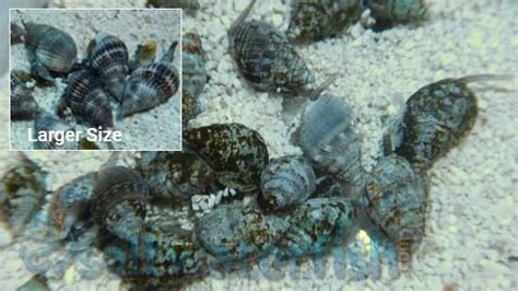 Nassarius Snail: Super - Eastern Asia, Size Small For Sale (Nassarius sp.). TOP Care facts ...