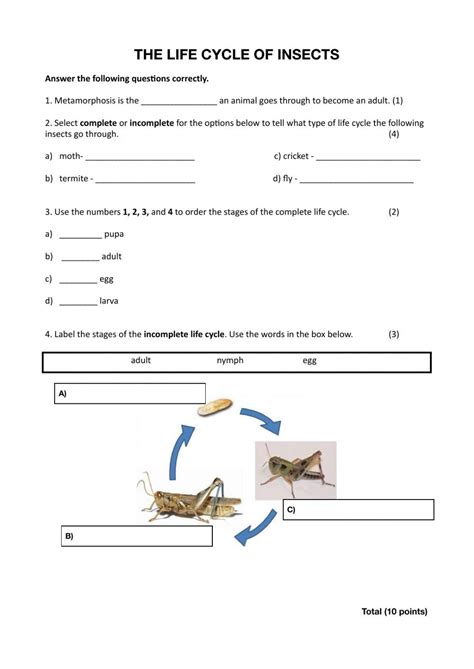 The Life Cycle of Insects worksheet | Animal life cycles, Insect life cycle, Life cycles