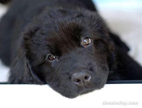 an adorable pic of a newfoundland puppy just soaking it up | Черные ...