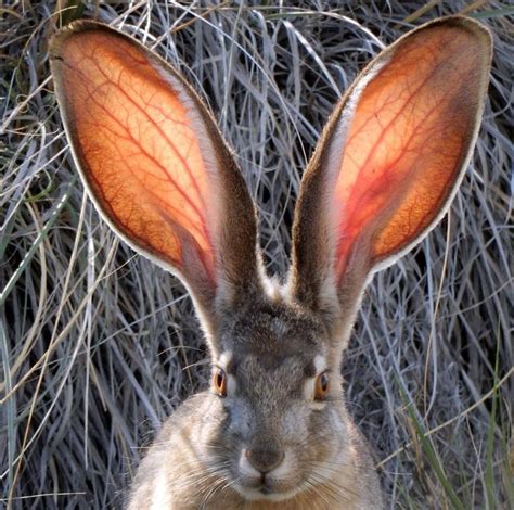 scientificphilosopher: “ What big ears you have! “Black-tailed Jackrabbit in Ash Meadows ...