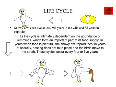 PPT - Snowy Owls PowerPoint Presentation, free download - ID:4653802