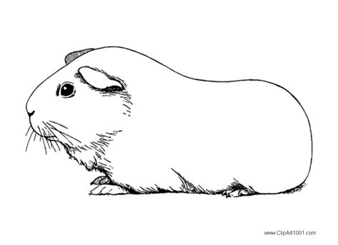 Guinea Pig Coloring Pages Black and White - Free Printable Coloring Pages