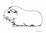 Guinea Pig Coloring Pages Drawing Printable Pigs Color Cute Kids  sketch template