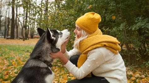 Training Siberian Huskies – Everything You Need To Know