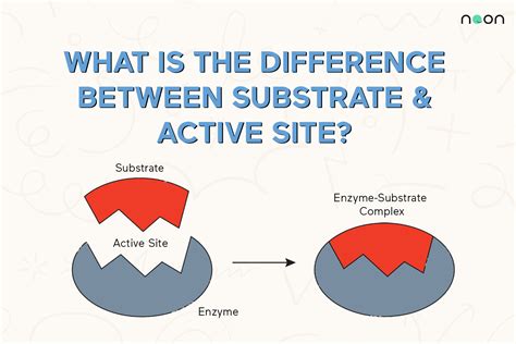 The difference between substrate and active site | Noon Academy