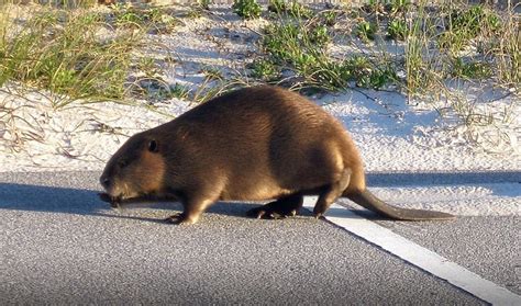 Animals Native To Arkansas