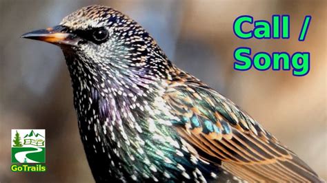 Starling bird call / song / sounds | common, European - YouTube