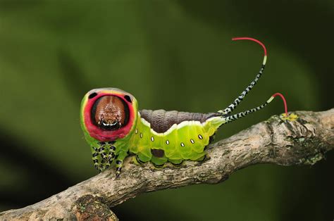 Puss Moth Caterpillar Switzerland Photograph by Thomas Marent - Pixels