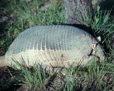 Giant Armadillo - Facts, Diet, Habitat & Pictures on Animalia.bio